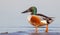 Northern Shoveler - Anas clypeata / Spatula clypeata - male