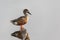 Northern Shoveler duck