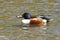 Northern Shoveler Duck Male