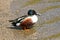 Northern Shoveler Duck Male