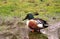 Northern Shoveler Duck standing in water