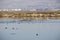 Northern Shoveler ducks resting in the waters of south San Francisco bay, Alviso, San Jose, Santa Clara county, houses and