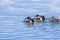 Northern shoveler ducks swimming in the waters of south San Francisco bay area, Sunnyvale, California