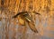 Northern Shoveler female duck takes off from marsh in early morning light