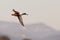 A Northern Shoveler in flight