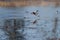 Northern Shoveler flying at lakeside marsh