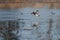 Northern Shoveler flying at lakeside marsh
