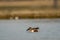 Northern shoveler or shoveller or Anas clypeata or Spatula clypeata closeup floating in water during golden hour evening sunlight