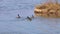 Northern shoveler Spatula clypeata birds dancing at springtime on the lake