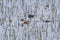 Northern Shoveler in the Wetland Reeds