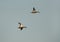 Northern Shovelers flying at Asker marsh, Bahrain