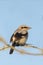 Northern Shrike bird