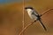Northern Shrike - Lanius excubitor