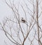 Northern shrike resting in woods