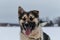 Northern sled dog Alaskan Husky in winter outside in snow. Portrait of large red white mongrel front view. Long nose and