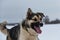 Northern sled dog Alaskan Husky in winter outside in snow. Portrait of large red white mongrel front view. Long nose and