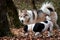 Northern sled dog breed and small British hunting dog on walk. Black and white smooth haired Jack Russell Terrier walks through