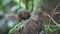 Northern Slender-tailed Treeshrew