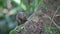 Northern Slender-tailed Treeshrew