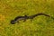 Northern Slimy Salamander