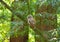 northern spotted owl pictures