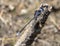 A Northern Spreadwing Lestes disjunctus Damselfly Perched on a Dead Log at a Small Lake