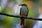 Northern Streaked Flycatcher - Myiodynastes maculatus passerine bird in tyrant flycatcher, green background, breeds from Mexico,