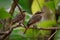 Northern Streaked Flycatcher - Myiodynastes maculatus passerine bird in tyrant flycatcher, green background, breeds from Mexico,