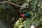 Northern Swallow Tanager Tersina viridis