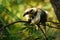 Northern Tamandua - Tamandua mexicana species of anteater, tropical and subtropical forests