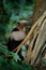 Northern tamandua, Tamandua mexicana, wild anteater in the nature forest habitat, Yucatan, Mexico. Wildlife scene from tropic