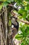 Northern tamandua, Tortuguero Cero, Costa Rica wildlife