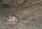 Northern three-toed jerboa, Dipus sagitta