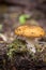 Northern Toad and Toadstool