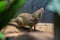 A Northern Tree Shrew, sitting on a branch