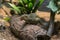 A Northern Tree Shrew, sitting on a branch