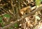 Northern treeshrew