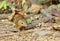 Northern treeshrew