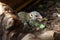 Northern treeshrew (Tupaia belangeri).