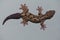 Northern turnip tailed gecko Thecadactylus rapicauda