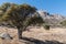 Northern view at Aguirre springs in New Mexico.