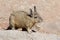 The northern viscacha, Lagidium peruanum