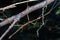 Northern Walkingstick