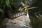 Northern Water Snake