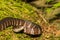 Northern Water Snake