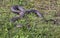 Northern water snake (Nerodia sipedon)