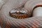Northern Water Snake (nerodia sipedon)
