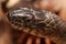 Northern Water Snake (nerodia sipedon)