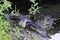 Northern Water Snake swallowing fish