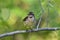 Northern Water Thrush sits perched on a branch